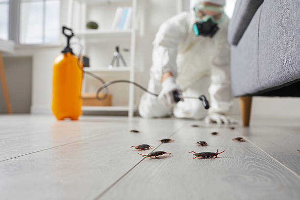 Affordable Cockroach Control solutions in West Frankfort, IL